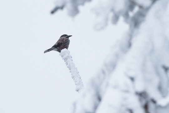 eurasian nutcracker sitting on a snowy branch
