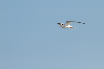 flying little tern