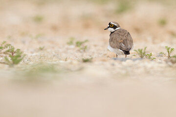 little ringed plover in habitat