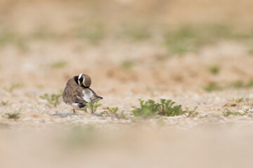 little ringed plover in habitat