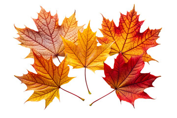 Group of colorful autumn maple leaves in shades of red, orange, and yellow, isolated on transparent background