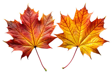 Two colorful maple leaves in autumn colors, isolated on transparent background