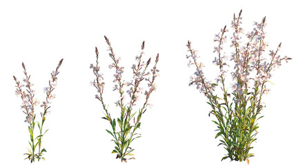 Set of Oenothera lindheimeri (commonly known as Lindheimer's beeblossom, white gaura, pink gaura, Lindheimer's clockweed) flowering frontal isolated png on a transparent background perfectly cutout	