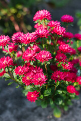 Chinese pink aster Troubadour blooming in summer garden