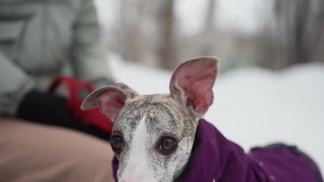 Close-up of whippet wearing purple coat sitting near owner in snowy park, alert eyes and upright ears focused forward, red leash and winter clothing visible in soft blurred background of cold outdoor