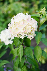 Hydrangea Metallica panicle with early pink hues
