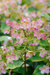 Wims Red panicles hydrangea mid bloom pink