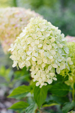 Soft Pink Touches on White Pixio Hydrangea