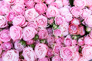 A lush bouquet of pink garden roses.