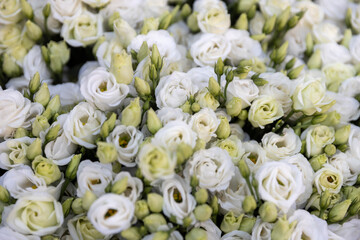 A bouquet of white and light green eustoma flowers.