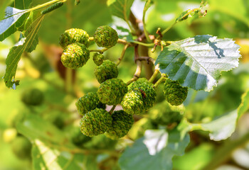 Fruits of "Common Alder" tree "Alnus glutinosa" called "strobiles" containing seeds. Tree also known as "black alder" "European alder" "European black alder" native to most of Europe. Wicklow, Ireland