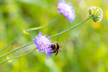 "White tailed bumblebee" "Bombus lucorum" feeding on nectar of  blue "Scabious" flower, also "Field scabious", blooming in wild summer meadow. Wicklow, Ireland © Nicola.K.photos