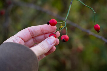 A hand touches a cluster of bright red rose hips growing on a thorny branch, symbolizing the...