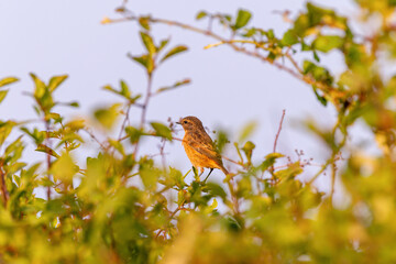 Stonechat 