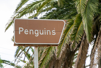 Fototapeta premium Sign post with the word Penguins written on it. Palm tree in the background. 