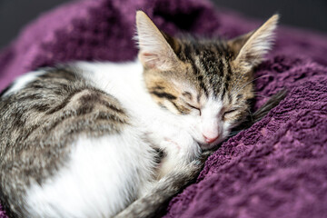 Adorable white kitten peacefully sleeping, looking, relaxing on  purple plaid, cozy and calm home atmosphere, perfect pet care,  animal lover. Pet portrait. warms on a blanket in cold winter weather. 