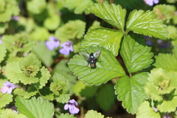 colorful fly on a leaf