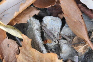 grasshopper on the forest floor