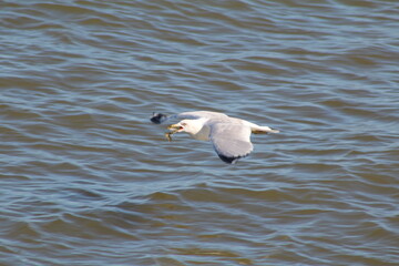 gull flies over water with fish in mouth