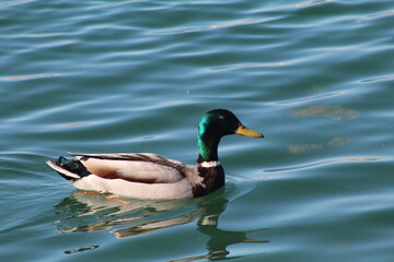 mallard duck with green head in pond