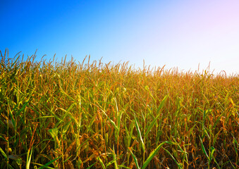 Corn field on sunset. Agricultural corn field on blue sky. Agricultural crisis world’s breadbasket. Harvesting season in Grain deal. Maize corn harvesting. Farm field with green maize background.