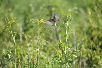 willow flycatcher coming in for a landing