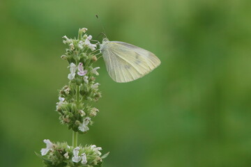 white moth on top of a flower