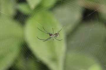 yellow garden spider upsidedown in center of web