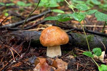 Beautiful mushroom in autumn forest, Boletus edulis family.