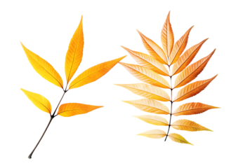 Autumn leaves on branch twig isolated on white background png isolated on a transparent background