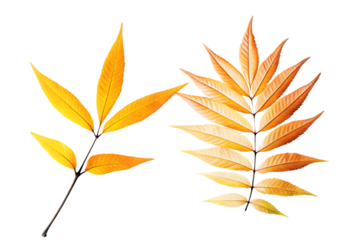 Autumn leaves on branch twig isolated on white background png isolated on a transparent background