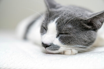 Cozy domestic cat sleeping on comfortable white mattress in bright bedroom, peaceful pet rest,...