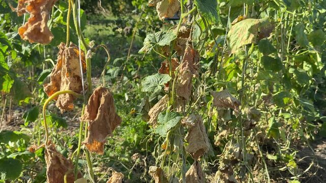 tomatoes blight shot at green tomates, rotten, plant disease eaten by insects, organic