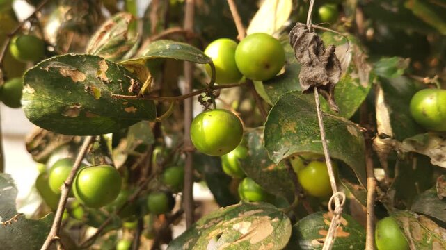 Indian plum fruit on tree