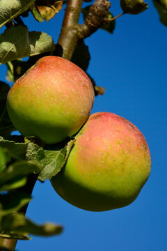 świeże jabłka dojrzewajace na gałezi, dojrzewające na drzewie w ogrodzie z&oacute;łto-czerwone jabłka na tle nieba, czerwono-ż&oacute;łte jabłka, big apples ripening on a tree in the garden