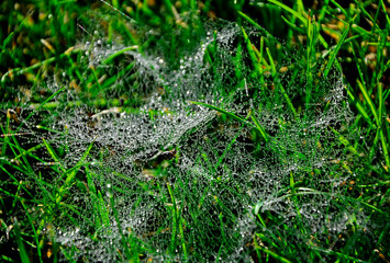 pajęczyna rozpięta na trawie i pokryta kroplami rosy, mały pająk w pajęczynie na trawie, Dew covered spiderweb in meadow, spiderweb in the grass covered with dew
