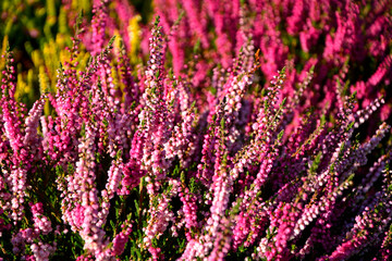 kolorowe wrzosy jesienne, wrzos pospolity w ogrodzie, różowe i fioletowe wrzosy, Calluna vulgaris, common heather in the garden, pink and purple heather, ling, simply heather