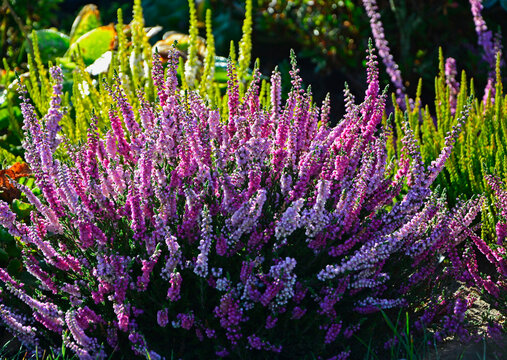 kolorowe wrzosy jesienne, wrzos pospolity w ogrodzie, r&oacute;żowe i fioletowe wrzosy, Calluna vulgaris, common heather in the garden, pink and purple heather, ling, simply heather