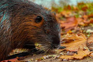 Myocastor coypus at the river on Pragha 