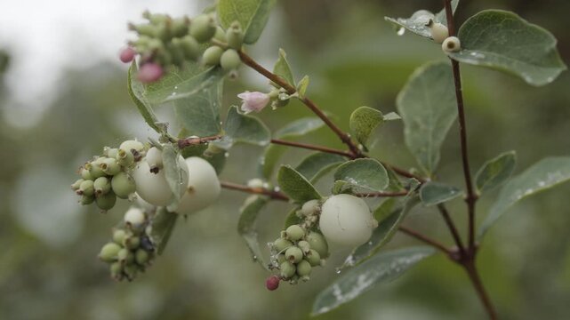 Branch of snowberry shrub with white and green berries and fresh leaves in natural daylight closeup