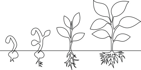 Growing plant tree single line art vector