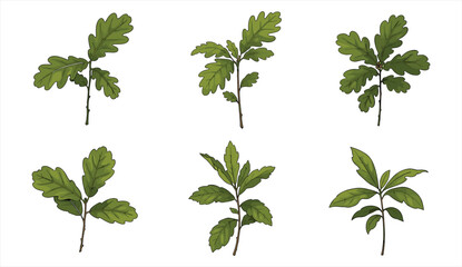 Green oak tree leaves illustration, hand drawn botanical foliage, natural plant branch artwork, isolated nature design element, realistic © Morsalin Creatives