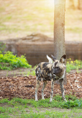 Portrait of an African Wild Dog, Lycaon pictus, painted dog, Cape hunting dog, animal of Africa