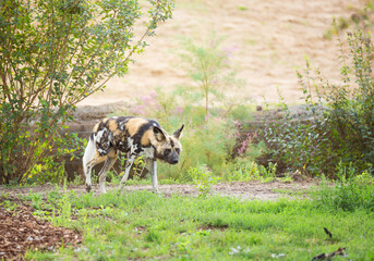 animal listed in IUCN Red List - African wild dog, Lycaon pictus, painted dog, Cape hunting dog, animal of Africa