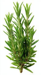 Fototapeta premium Stunning photo of rosemary, (Salvia rosmarinus, officinalis) plant set frontal bush herbaceous perennial plant isolated png on a white background perfectly cutout.