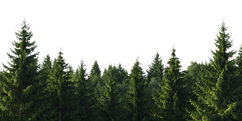 Dense evergreen spruce forest panorama isolated on a transparent background tree