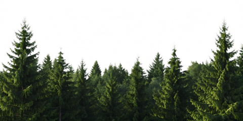 Dense evergreen spruce forest panorama isolated on a transparent background tree