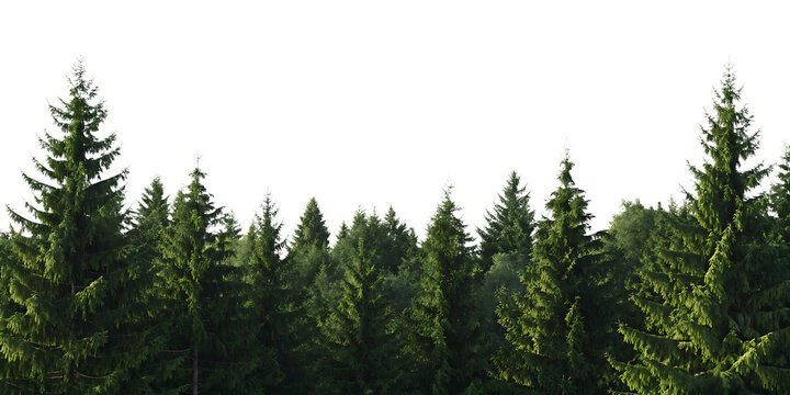 Dense evergreen spruce forest panorama isolated on a transparent background tree