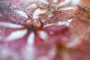 Abstract Small Red Flowers in Ice