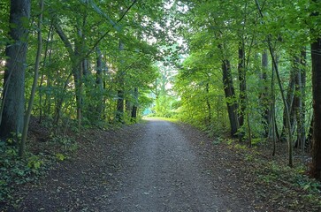 Gravel path winding through lush green forest in summer